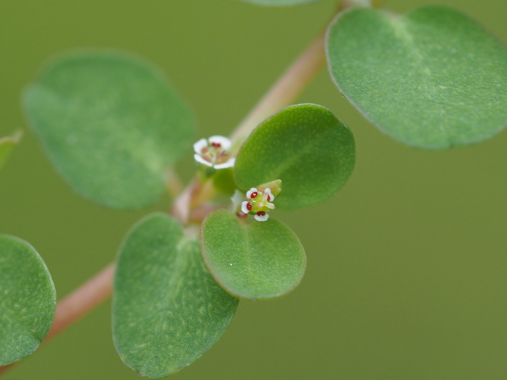 Euphorbia serpens (Matted sandmat), native California herb