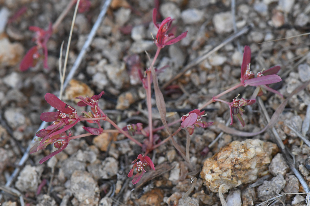 Euphorbia serpillifolia (Thyme-leafed spurge), native California herb