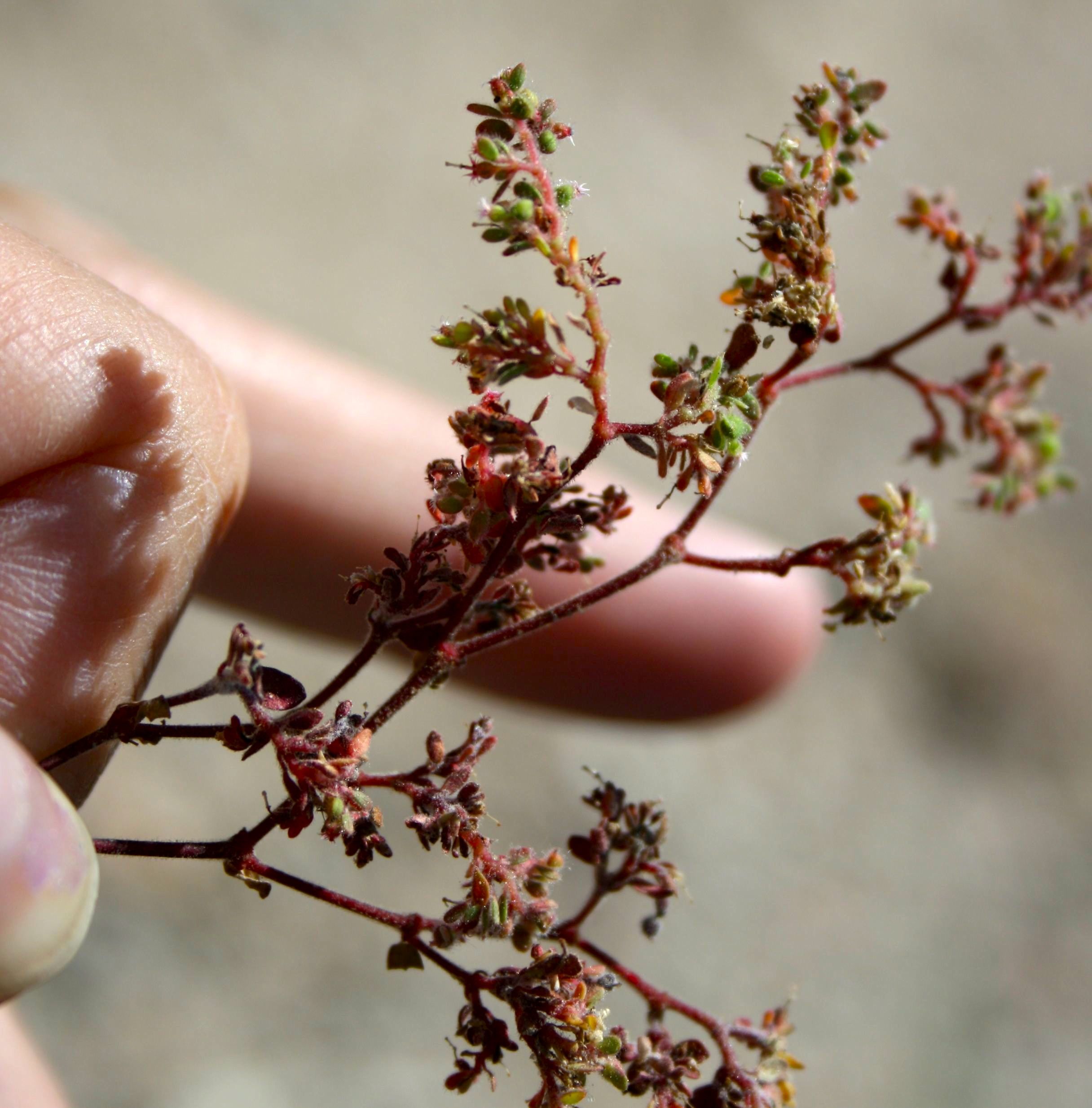 Euphorbia setiloba (Yuma sandmat), native California herb