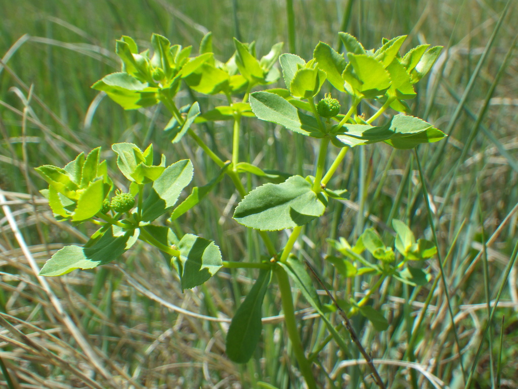 Euphorbia spathulata (Warty spurge), native California herb