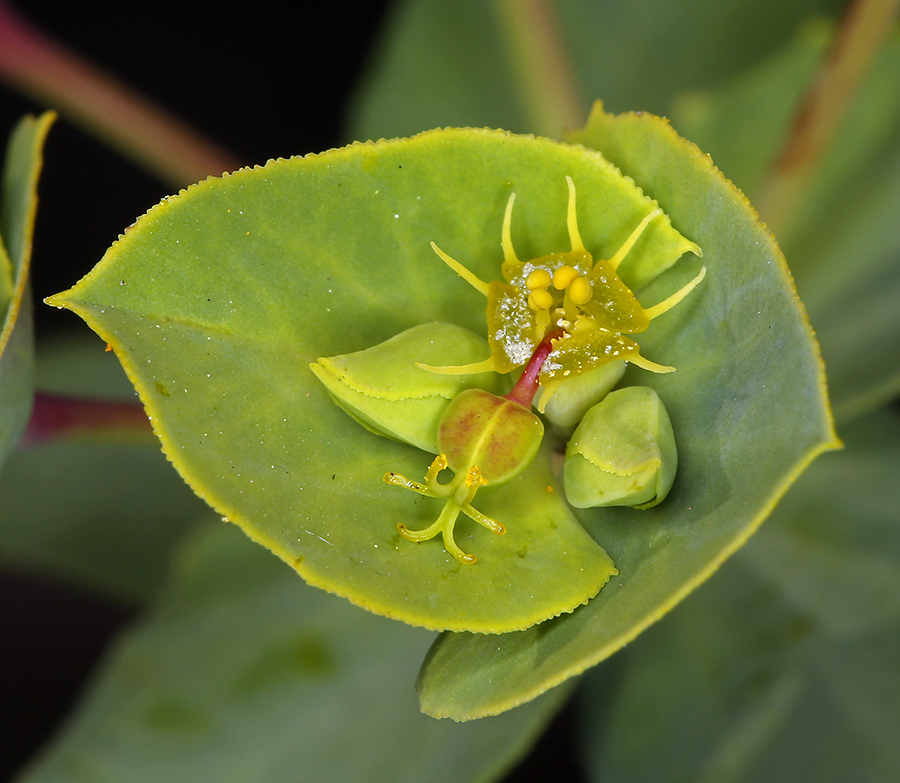 Euphorbia terracina (Geraldton carnation weed), non-native California herb