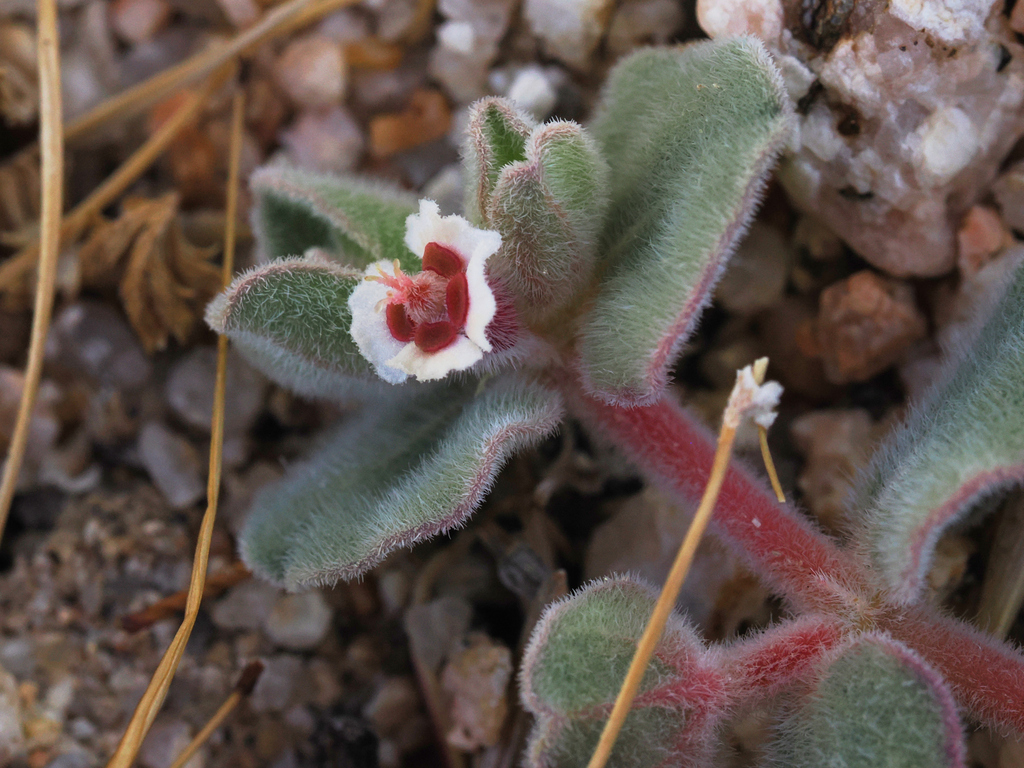 Euphorbia vallis-mortae (Death valley sandmat), native California herb