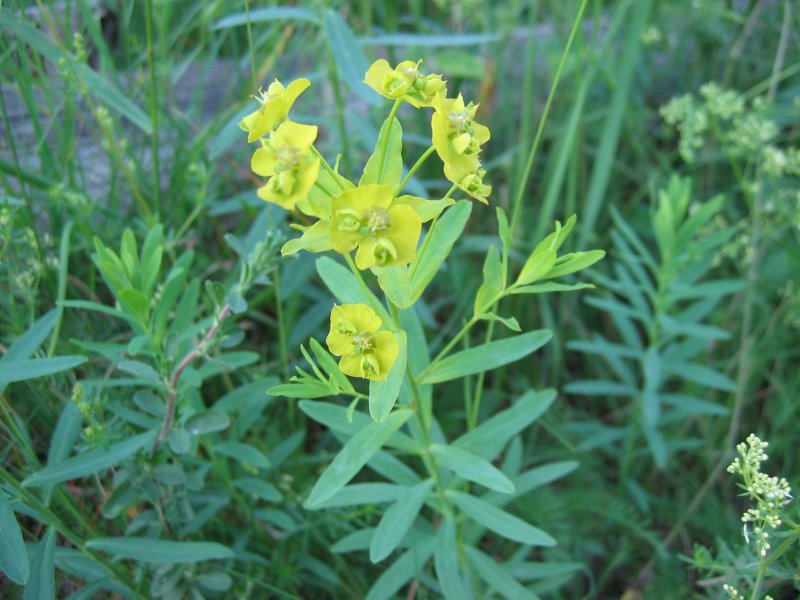 Euphorbia virgata (Leafy spurge), non-native California perennial