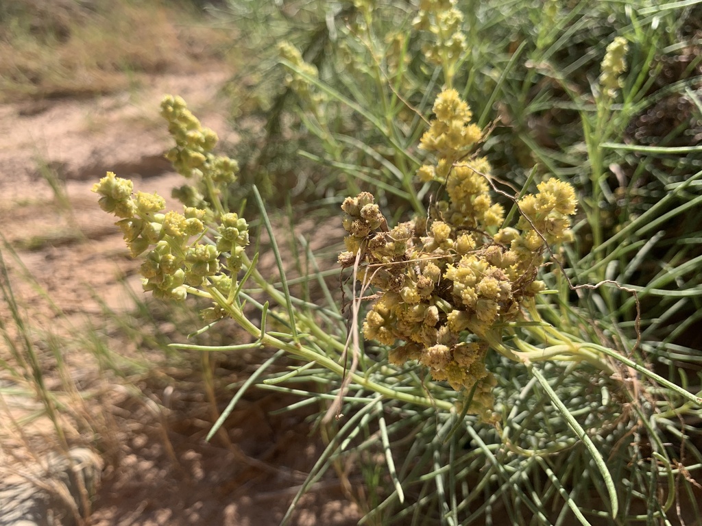 Euphrosyne acerosa (Copperwort), native California shrub