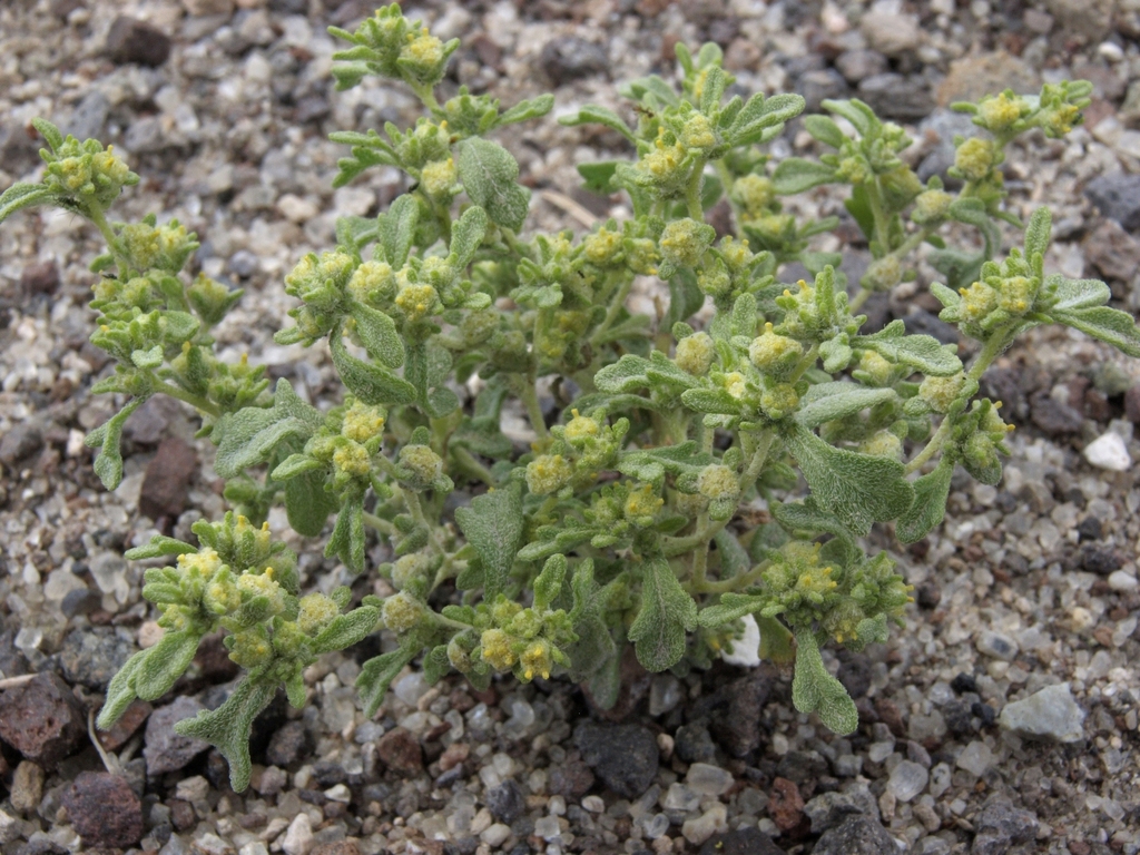 Euphrosyne nevadensis (Nevada wormwood), native California herb