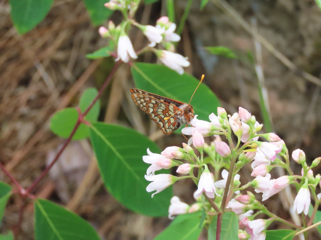 Euphydryas anicia (Anicia Checkerspot), California species