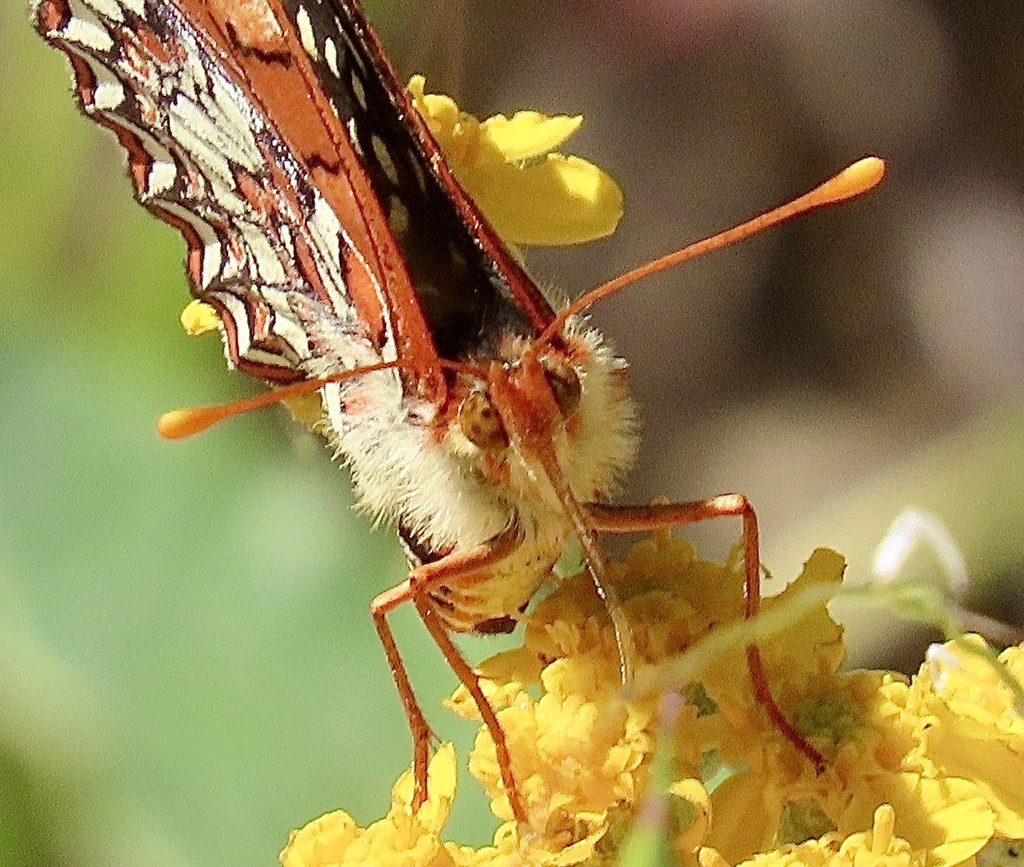 Euphydryas chalcedona (Chalcedon Checkerspot), California species