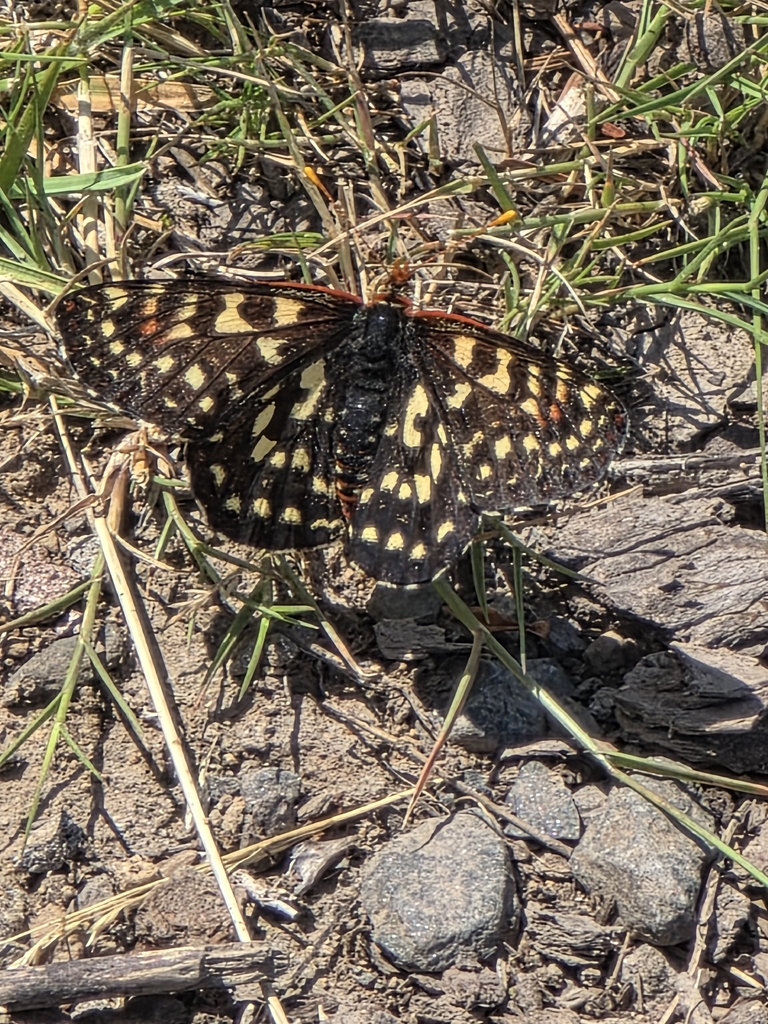 Euphydryas colon (Colon Checkerspot), California species