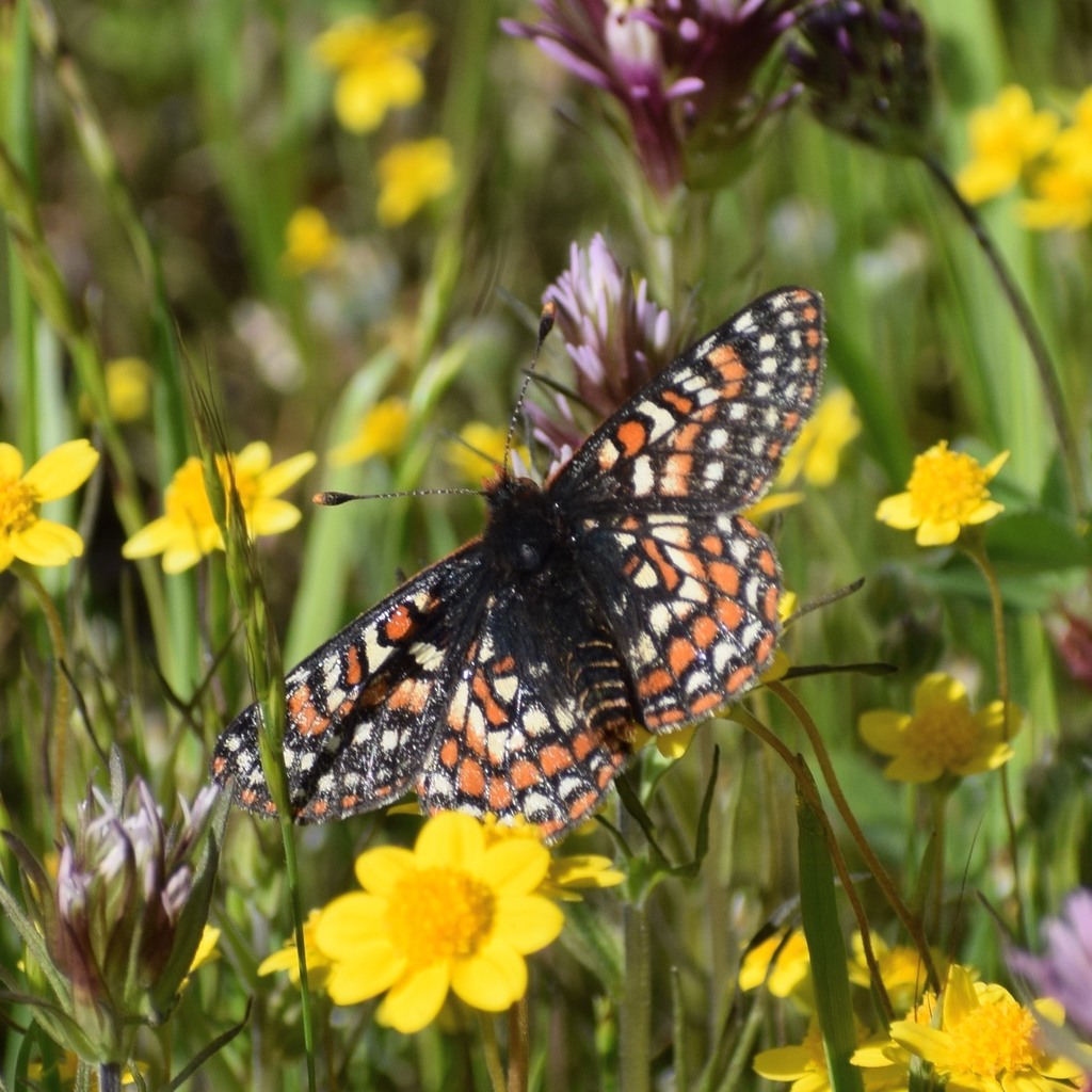 Euphydryas editha bayensis (Bay checkerspot butterfly), California species