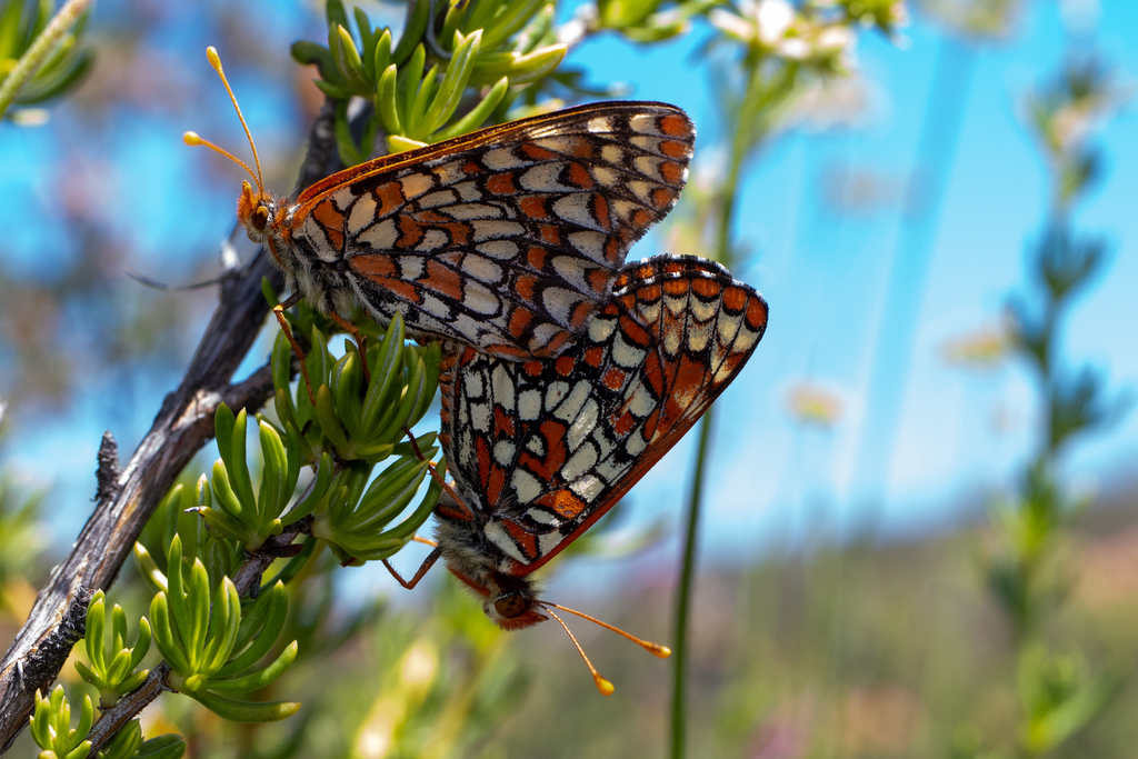 Euphydryas editha (Edith's Checkerspot), California species