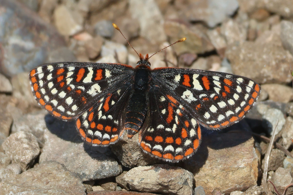 Euphydryas editha taylori (Taylor's (=whulge) Checkerspot), California species