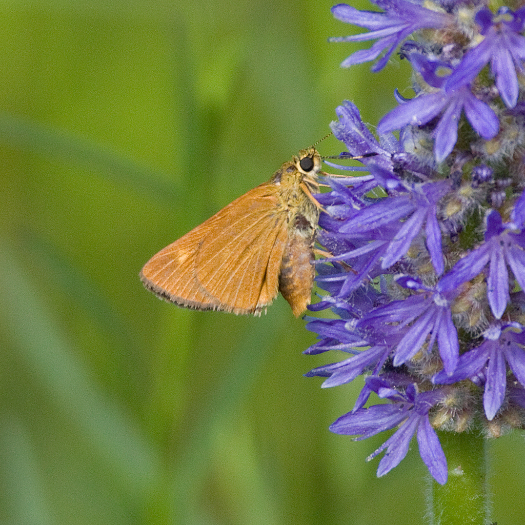 Euphyes vestris harbisoni (Dun Skipper), California species