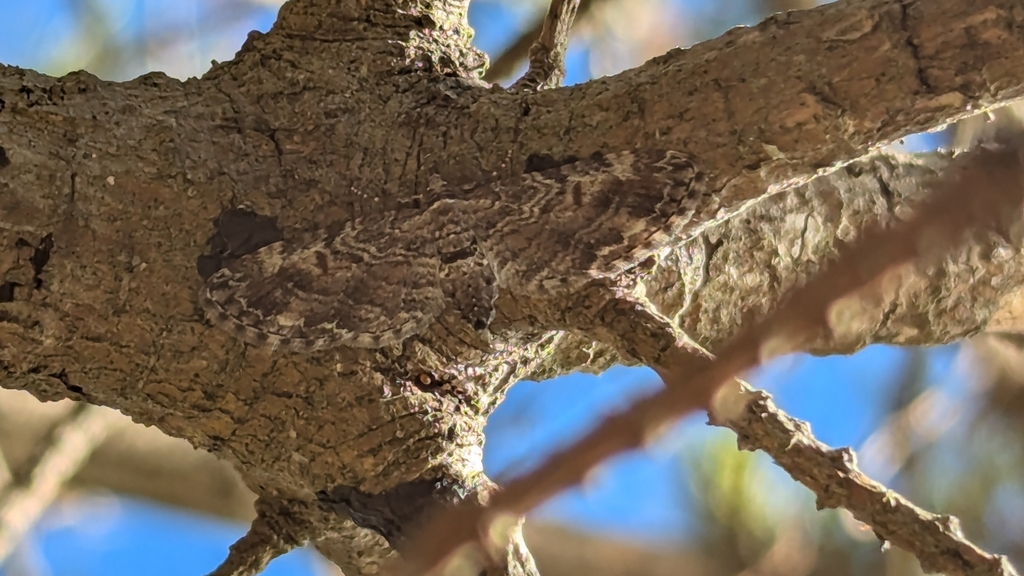 Eupithecia graefii, California species