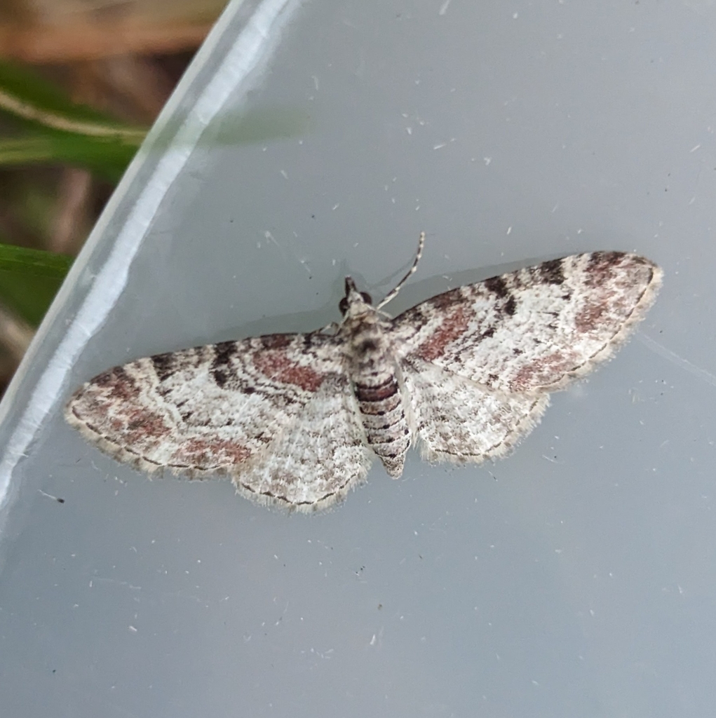 Eupithecia johnstoni (Johnston’s Eupithecia), California species