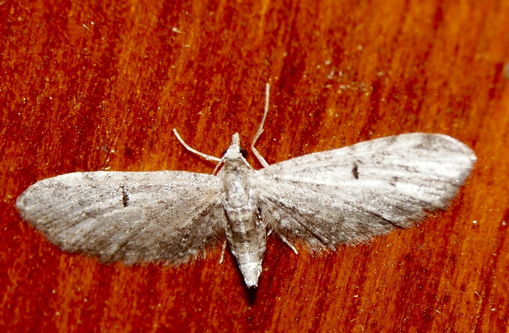 Eupithecia misturata (Misturata Eupithecia), California species