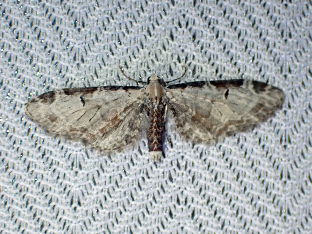 Eupithecia nevadata, California species