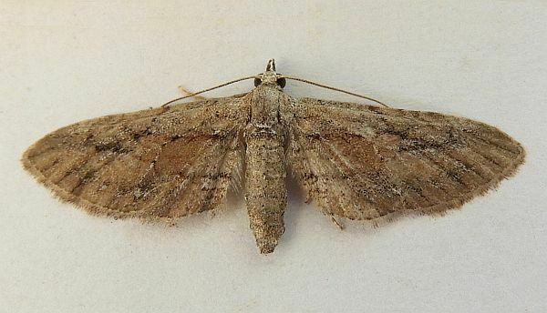 Eupithecia placidata (Flat Eupithecia), California species