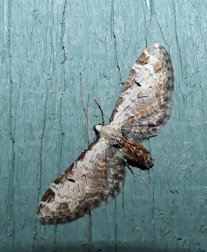 Eupithecia ravocostaliata (Tawny Eupithecia Moth), California species