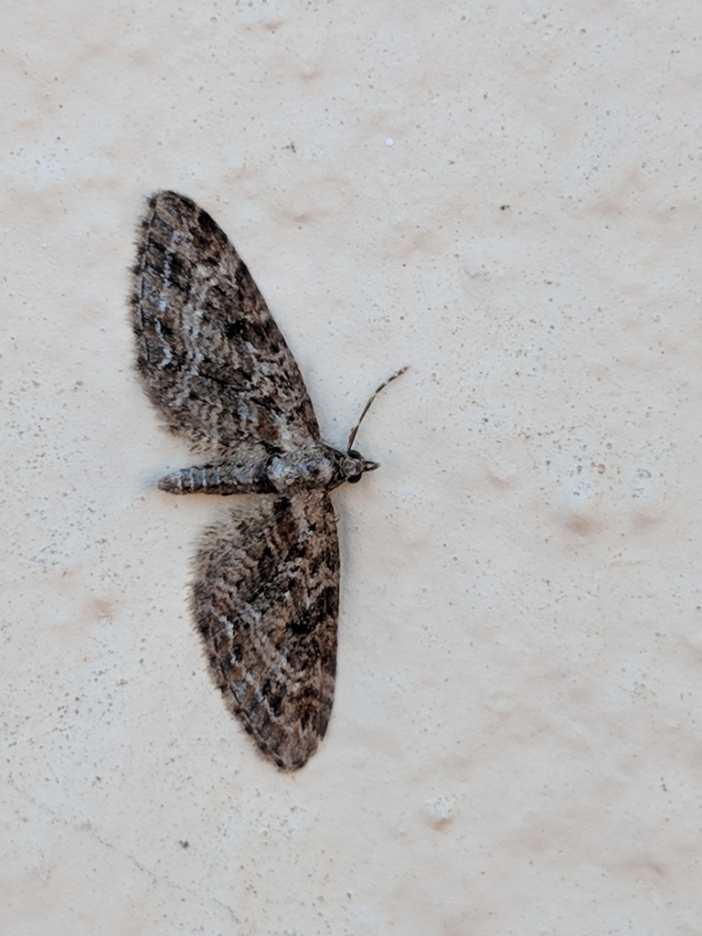Eupithecia rotundopuncta (Round-spotted Eupithecia), California species