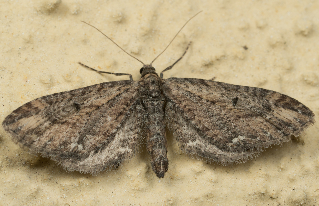 Eupithecia subapicata, California species