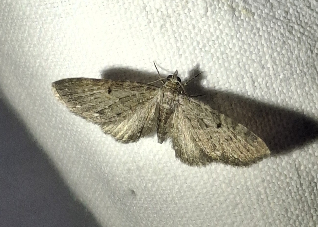 Eupithecia tripunctaria, California species