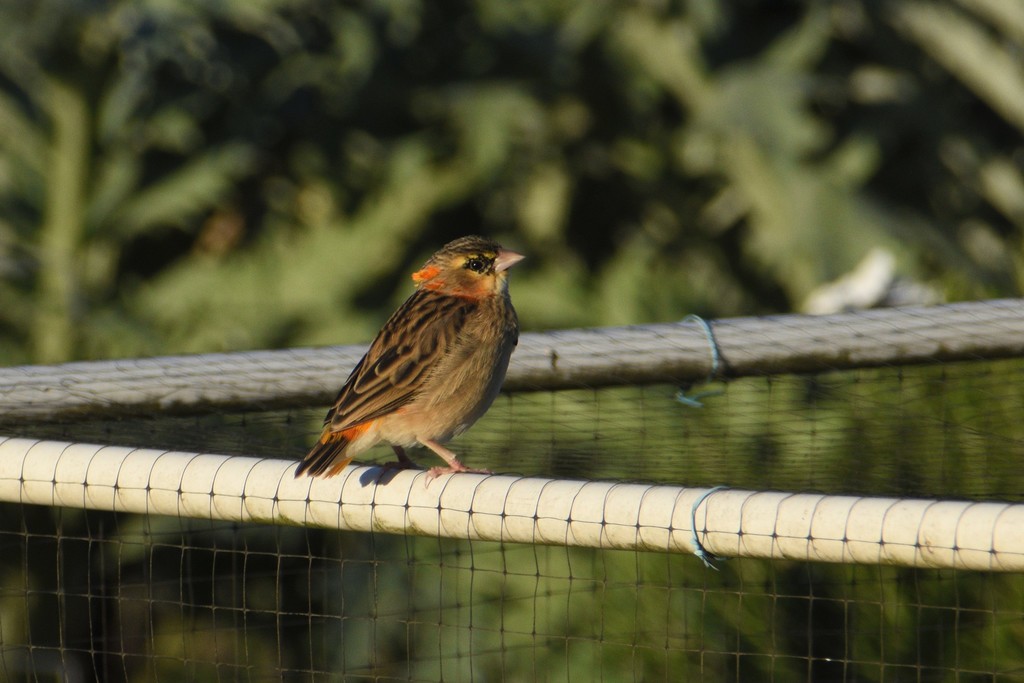 Euplectes franciscanus (Northern Red Bishop), California species