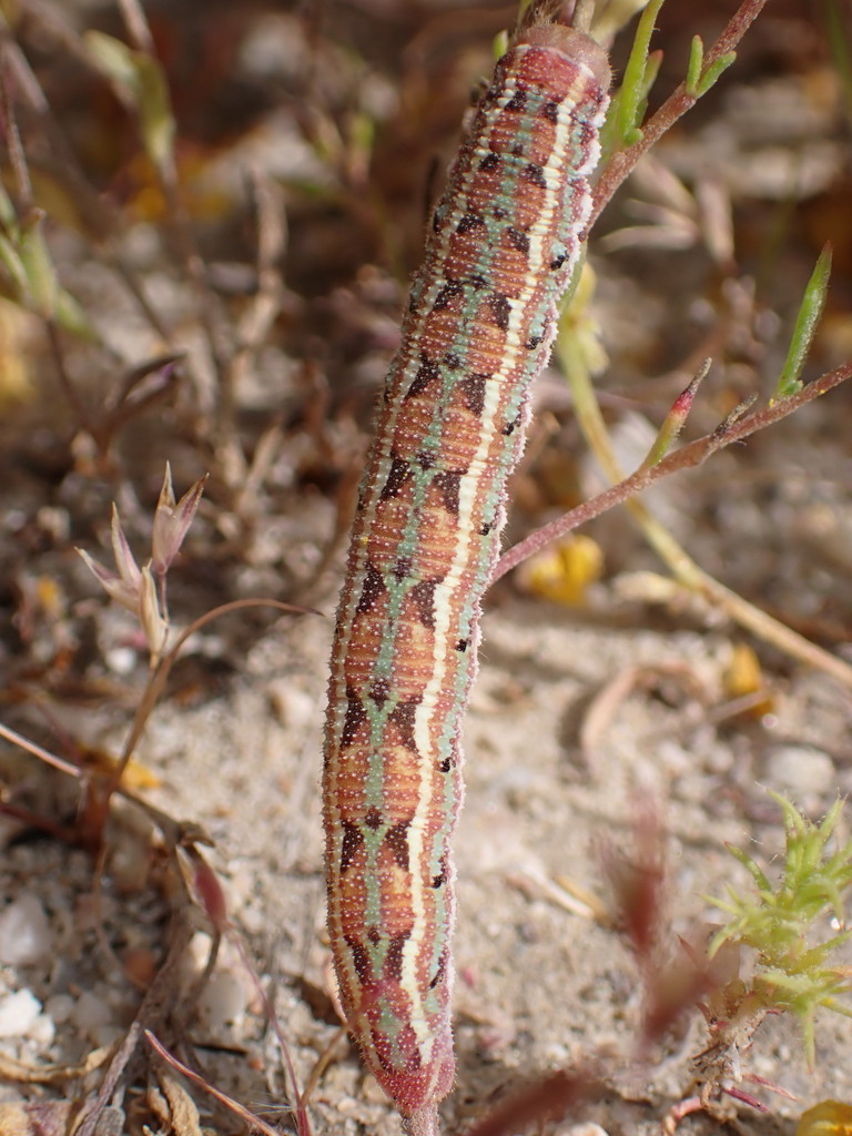 Euproserpinus euterpe (Kern primrose sphinx moth), California species