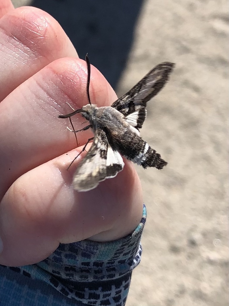 Euproserpinus phaeton (Phaeton primrose sphinx moth), California species