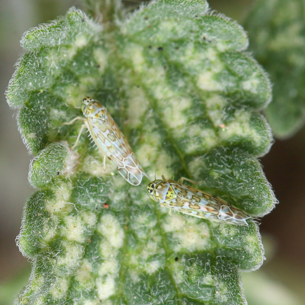 Eupteryx decemnotata (Ligurian Leafhopper), California species