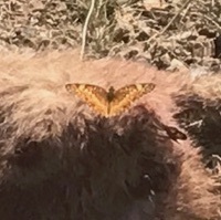 Euptoieta claudia (Variegated Fritillary), California species