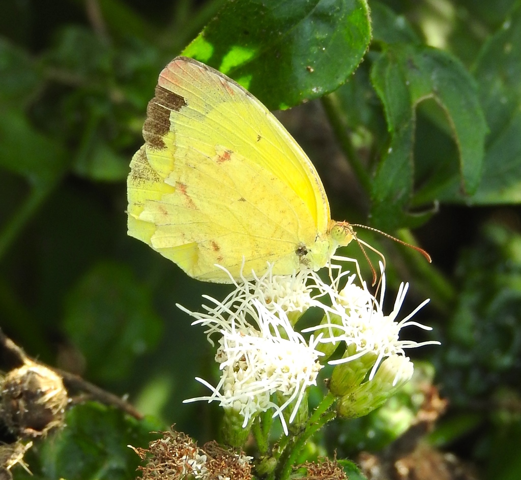 Eurema boisduvaliana (Boisduval's Yellow), California species