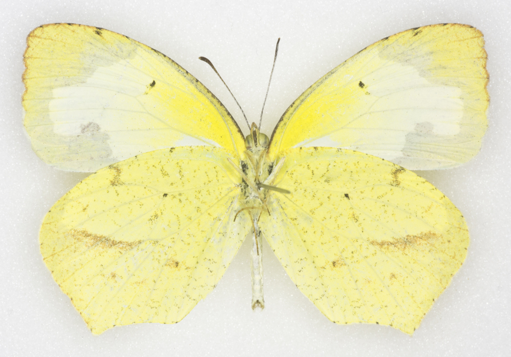 Eurema mexicana (Mexican Yellow), California species