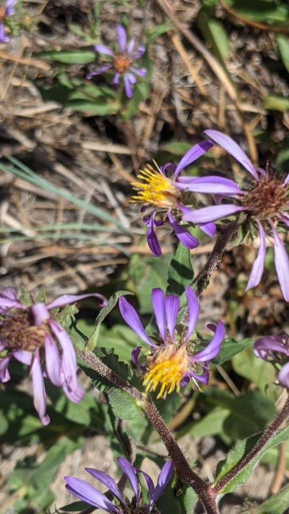 Eurybia integrifolia (Thickstem aster), native California subshrub