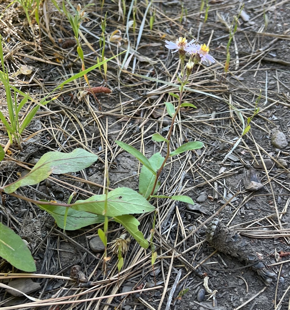 Eurybia merita (Subalpine aster), native California herb