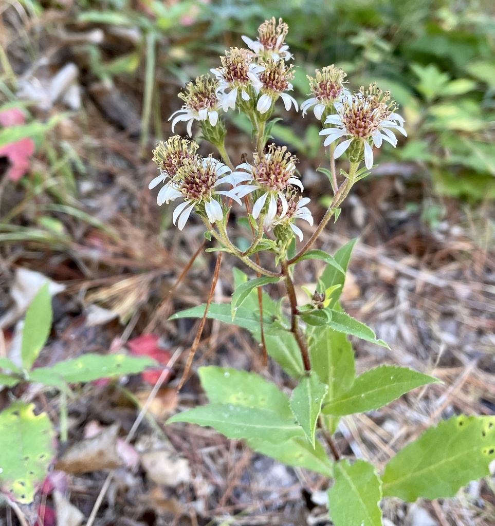 Eurybia radulina (Roughleaf aster), native California subshrub