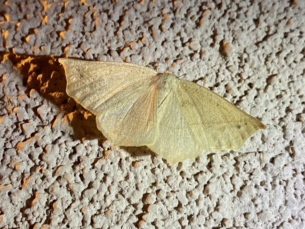 Eusarca falcata, California species