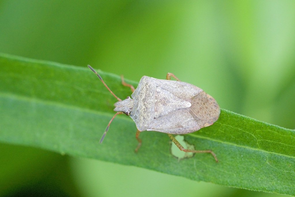 Euschistus servus (Brown Stink Bug), California species