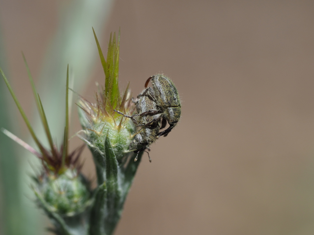 Eustenopus villosus (Yellow Starthistle Hairy Weevil), California species