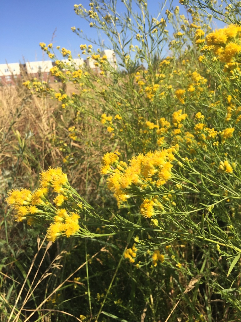 Euthamia occidentalis (Western goldenrod), native California herb