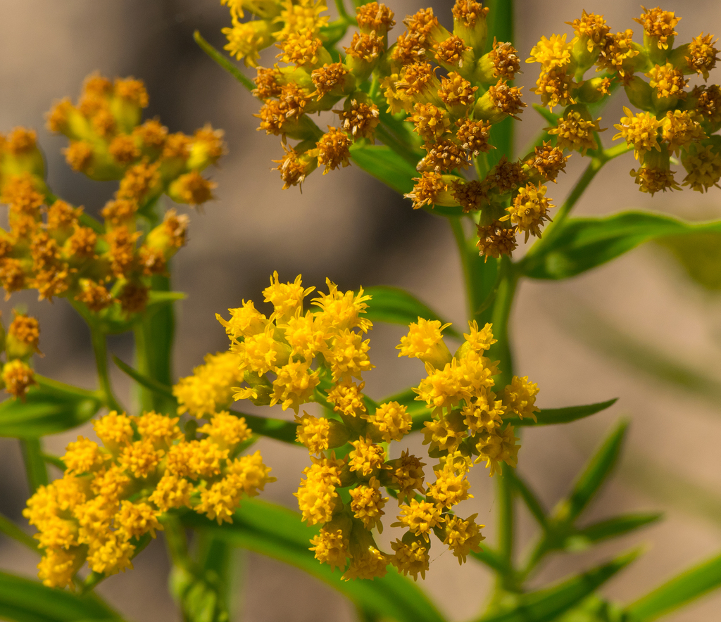 Euthamia sp. (Grass-leaved goldenrod), native California perennial