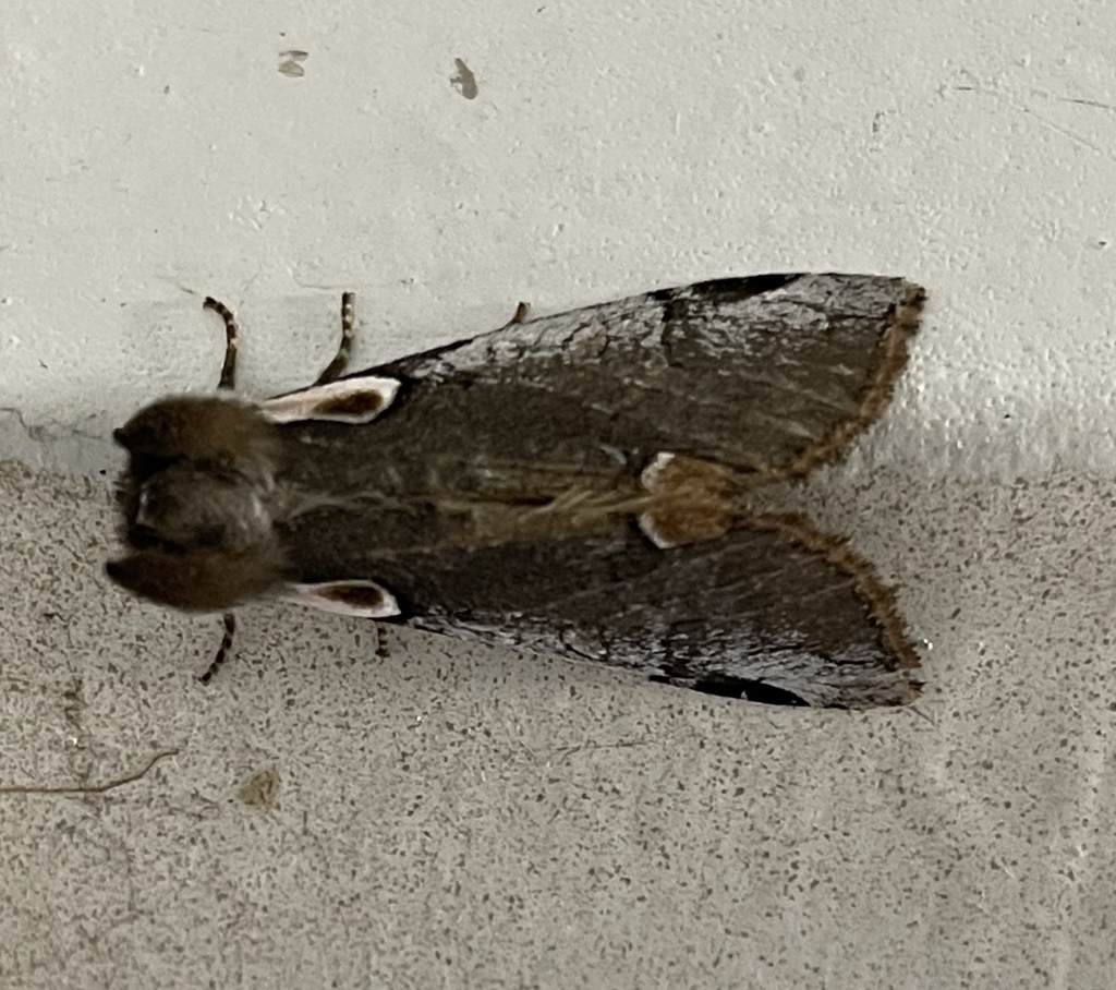 Euthyatira lorata, California species