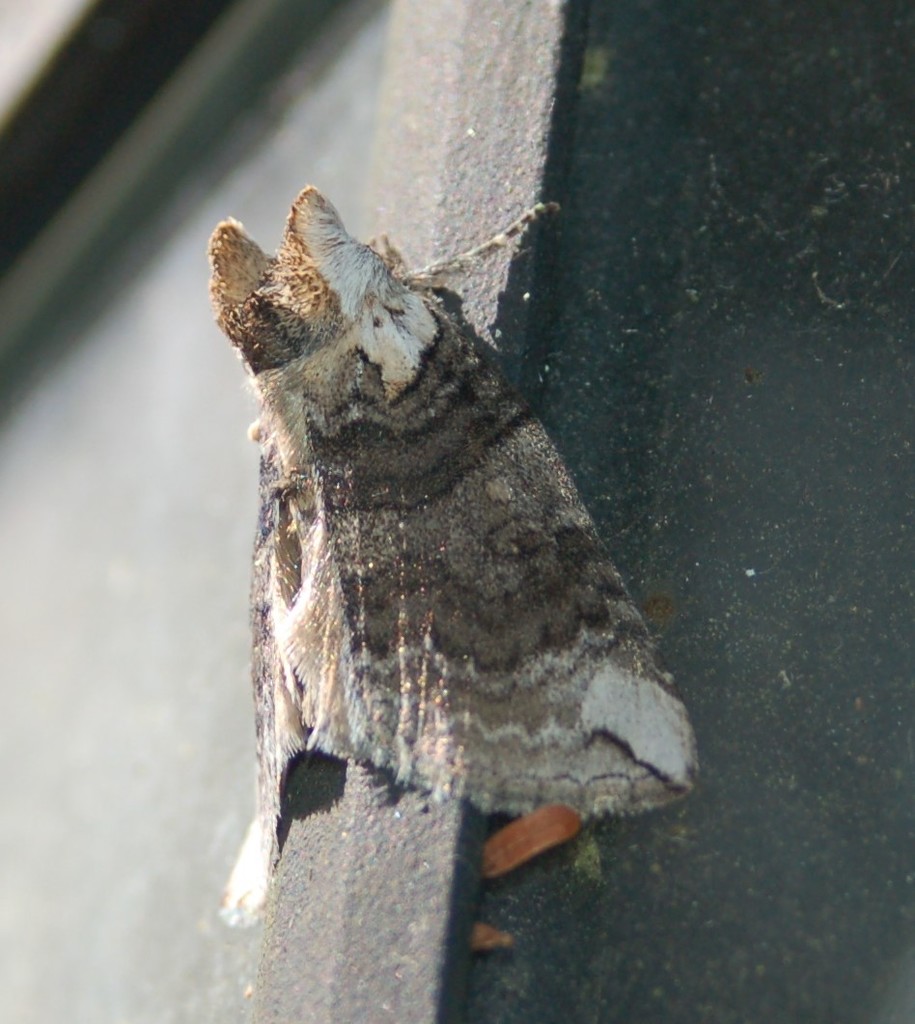 Euthyatira semicircularis, California species