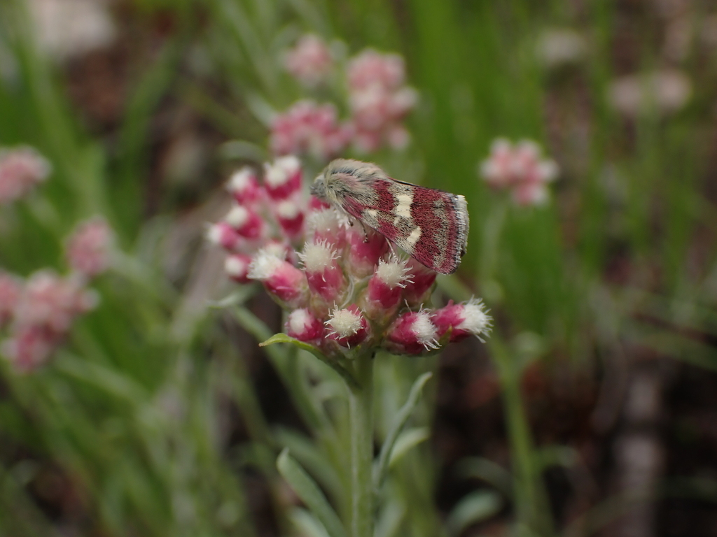 Eutricopis nexilis (White-spotted Midget Moth), California species
