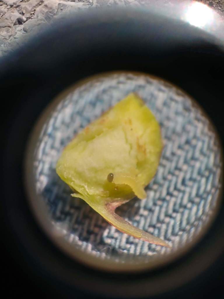 Euura californica (Willow Apple Gall Sawfly), California species