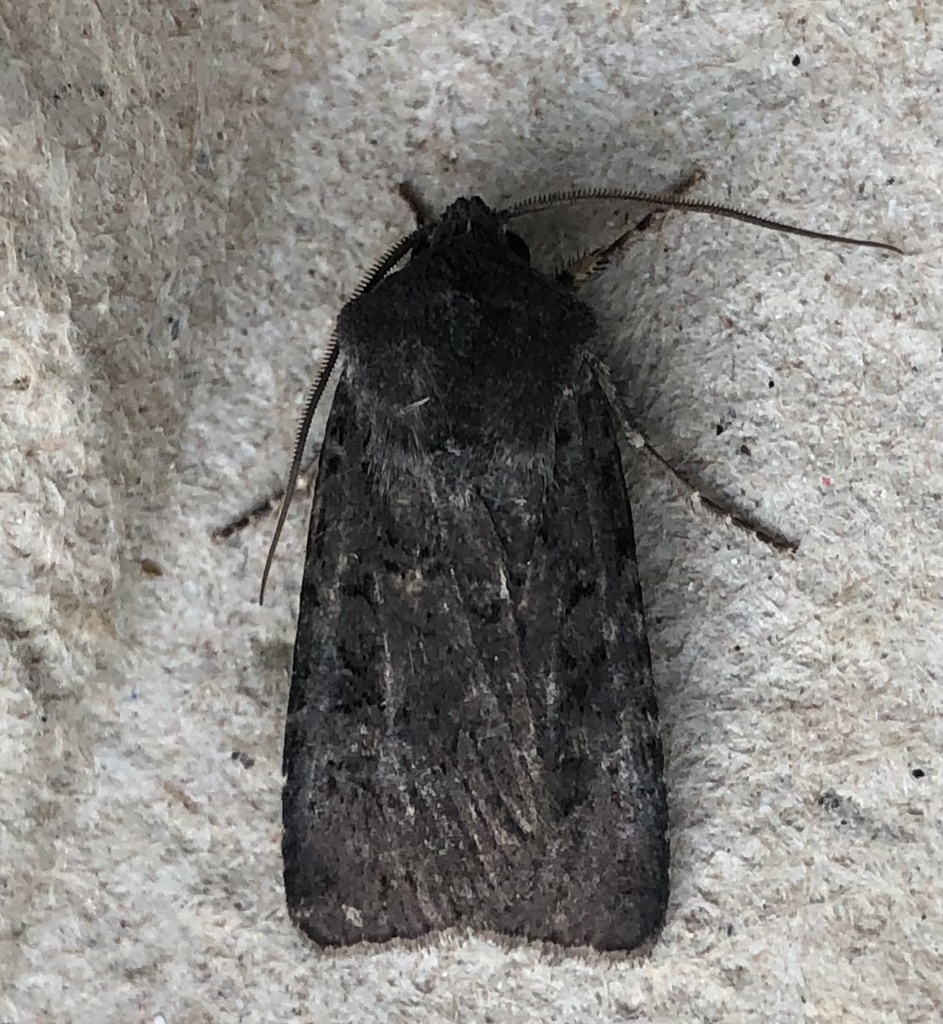 Euxoa albipennis, California species