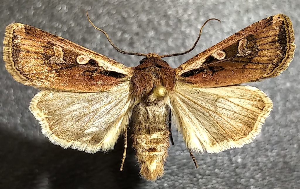 Euxoa atomaris, California species