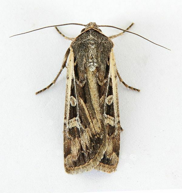Euxoa auxiliaris (Army Cutworm), California species