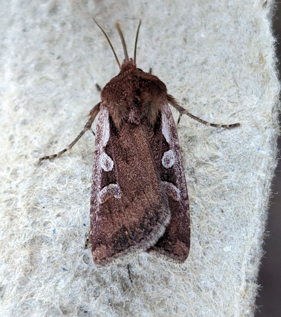 Euxoa costata, California species