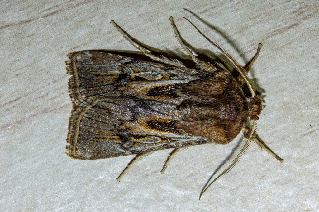 Euxoa subandera, California species