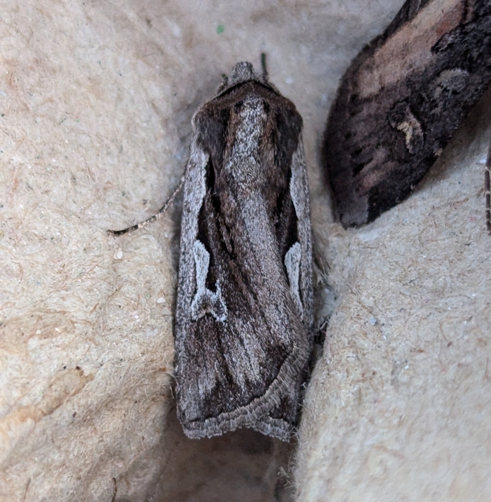 Euxoa hollemani, California species